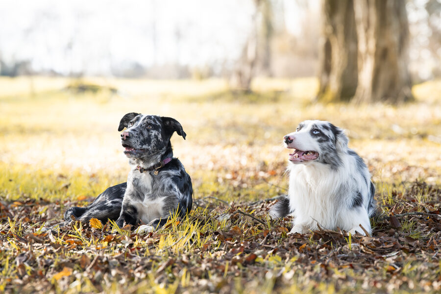 Séance photo famille authentique – Julie Delevaque